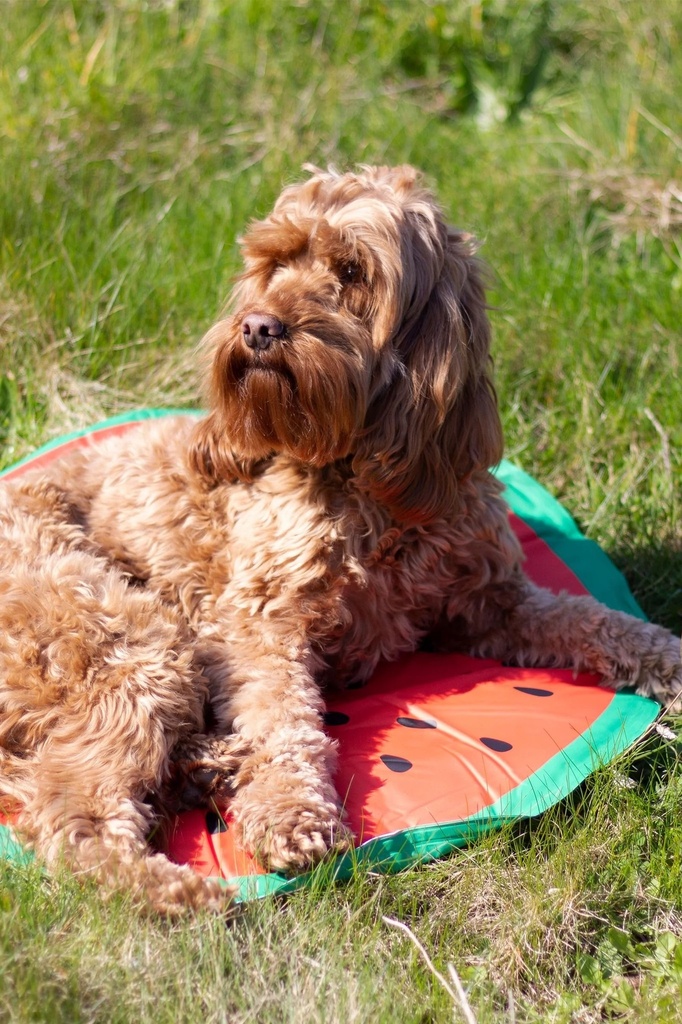 Rosewood Viilennysmatto koiralle pyöreä ø60cm, vesimeloni